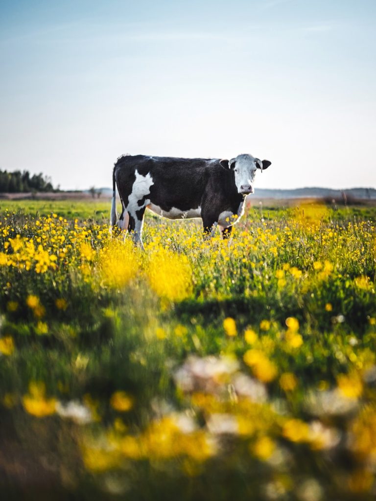 a black and white cow standing in a field of yellow flowers